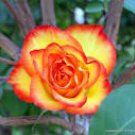 50 Seeds Rose Red Yellow Rose Plant