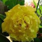 5 Seeds Heirloom Light Fragrant Yellow Peony Flower