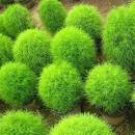 120 Seeds Green Kochia Scoparia Molly Scoparia Grass Gorgeous Plants