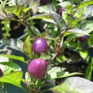 15 Seeds Genuine Pretty Purple Ornamental Chilli Pepper