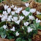 6 Seeds Cyclamen Hederifolium White Flower