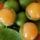 100 Seeds Lemon Sweet Spanish Lime Seeds Lemon Sweet Spanish Lime