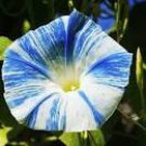 50 Seeds Rare Japan Takii White Blue Stripe Morning Glory Perennial Flower