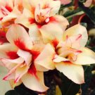 2 Seeds Adenium Redish Orange Petals Dark Red Centre Edge Flower