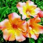 2 Seeds Adenium Redish Orange Petals Dark Red Centre Edge Flower