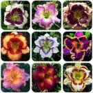 100 Seeds Hemerocallis Middendorffii Daylily