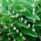 100 Seeds Solomons Seal Polygonatum Canaliculatum Flower