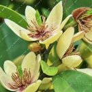 100 Seeds Aromatic Michelia Alba Flower Magnolia Bonsai Plant