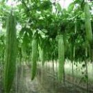 10 Seeds Taiwan 's Long Green Balsam pear Bitter Melon Bonsai