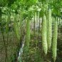 10 Seeds Taiwan 's Long Green Balsam pear Bitter Melon Bonsai