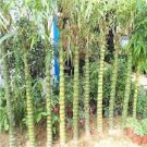 50 Seeds Black Lucky Bamboo Bonsai Seeds Garden Bambusa Ventricosa Ornamental Plants