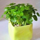 30 Seeds Hydrocotyle Vulgaris Aquatic Plants Money Grass Coins Grass Bonsai Seeds