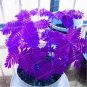30 Seeds Pudica Linn Bashful Grass Seeds Foliage Mimosa Pudica Sensitive Bonsai