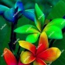 Plumeria 200 Seeds