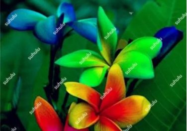 Plumeria 200 Seeds