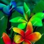 Plumeria 200 Seeds