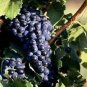 100 Seeds Little Bee' Black Grape Fruit