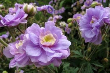 10 Seeds Geranium 'Gernic' Summer Skies Bonsai Flowers