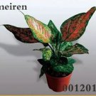 100 Seeds Rare Color Aglaonema Bonsai