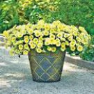 200 Seeds 'Xihe Lv' Fully Green Petunia Annual Flowers