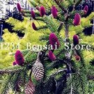100 Seeds Rare Korean Fir,Abies Koreana Bonsai Tree Ornamental Bonsai Flower