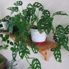 100 Seeds Green Palm Turtle Leaves Monstera