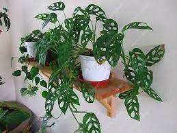 100 Seeds Green Palm Turtle Leaves Monstera