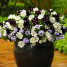 100 Seeds Pixie Dust Combination Petunia Annual Plant Bonsai Flower