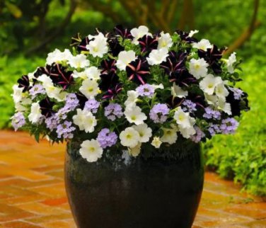 100 Seeds Pixie Dust Combination Petunia Annual Plant Bonsai Flower