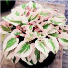 100 Seeds Hosta Flower  Perennials white