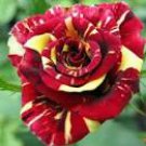 50 Seeds Heirloom Beautiful Meteor Shower Rose