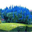 100 seeds Plants Pride of Madeira Bonsai