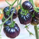 25 Seeds Heirloom Black Tomato Middle-sized Fruit
