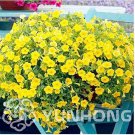 100 Seeds Mini Calibrchoa Million Bells Annual Flower Bonsai