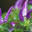 20 Seeds Hot Purple Chilli Pepper Cayenne