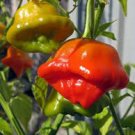 20 Seeds Mixed Bishop's Crown Chili Pepper