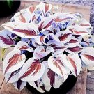 200 seeds Hosta Bonsai Perennials Plantain Beautiful Lily Flower White