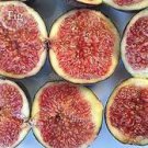 6 Seeds Fracazano Bianco Black Fig Tree