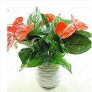 50 seeds Anthurium Plants Beautiful Rainbow Anthurium Garden Flowers