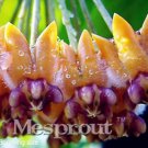 100 Seeds Flower Bonsai Hoya Kerrii Bonsai (December Orchid)