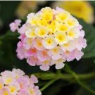 50 Seeds Imported Lantana Camara Plant Five Colors Hydrangea Flower