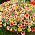 200 Seeds Bonsai Hanging Petunia Garden Petunia Mixed Color Potted Perennial Flower