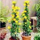 50 Seeds Garden Flower Bonsai Kerria Japonica Sophora Japonica Flowering Tree Bonsai Flowers