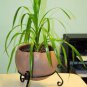 200 Seeds Yucca Bonsai, DIY Potted Plants, Indoor/Outdoor Pot