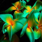 100 Seeds Plumeria Seeds Hawaiian Frangipani Flower Garden Wedding Party Decorations