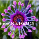 100 Seeds Osteospermum seeds,daisy seeds,osteospermum flowers