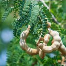 500 Seeds Tamarind  Sweet Indian Date Makam Dwarf (Dwarf Tamarindus indica)