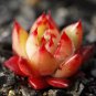 20 Seeds Echeveria Agavoides