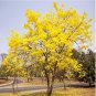 50 Seeds Rare Golden Trumpet Tree Plants