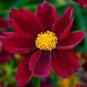 20 Seeds The Rarest Mercury Rising Coreopsis Dark Red Cosmos Flower